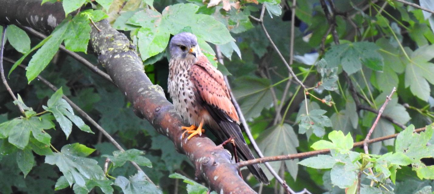 Turmfalke