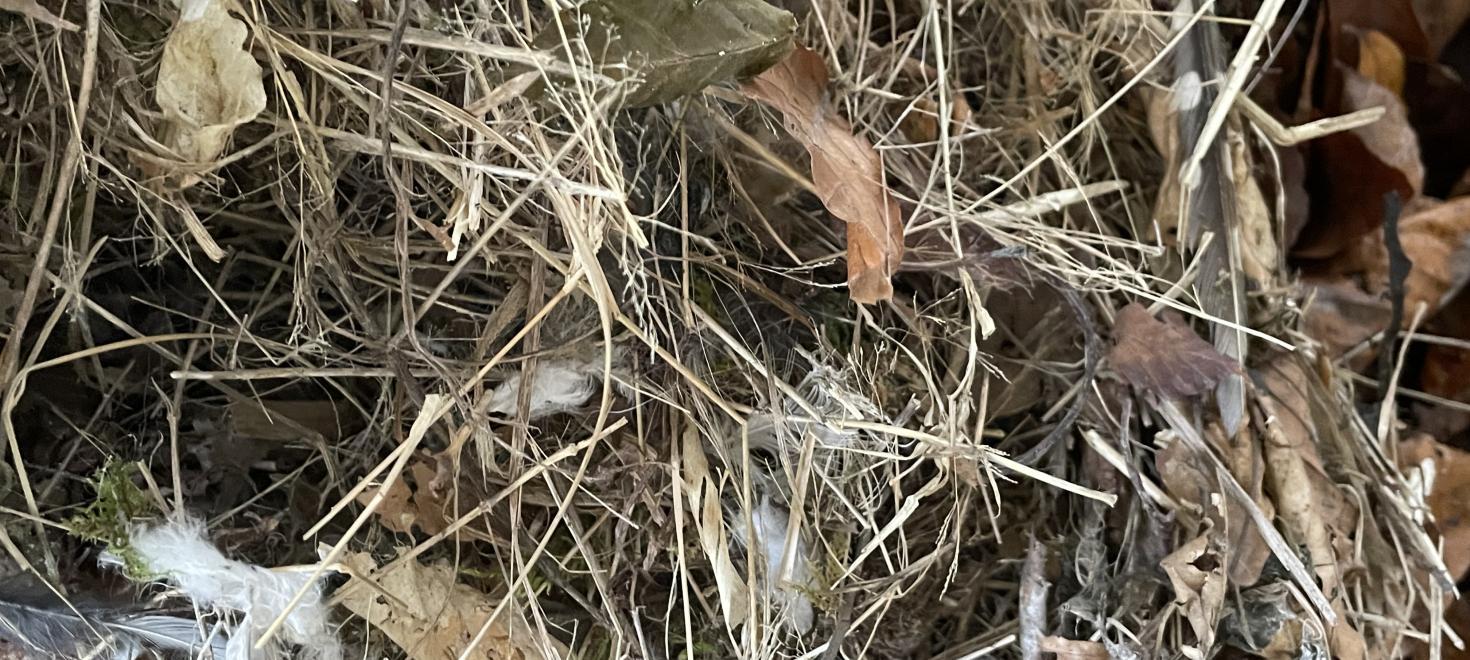 Nest
